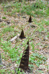 Bamboo shoot in Japan