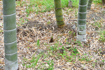 Fototapeta premium Bamboo shoot in Japan