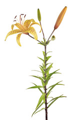 Fototapeta na wymiar yellow tiger isolated lily flower with three buds