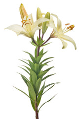 Fototapeta na wymiar isolated light yellow lily flower with three buds