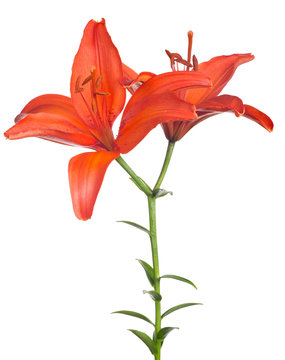 bright red lily flower with two blooms
