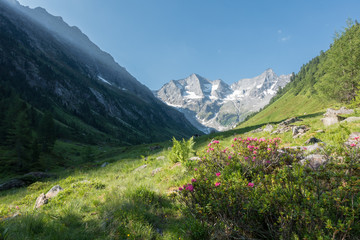 idyllische Berglandschaft mit Alpenrosen und Gletscher
