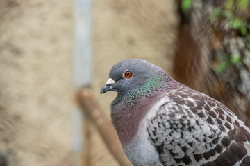 Grey Pidgeon