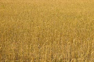 Field of ripe golden wheat close-up