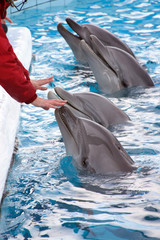 spettacolo con i delfini