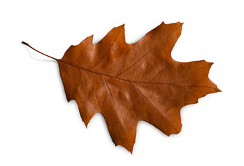 Autumn season background, brown oak leaf