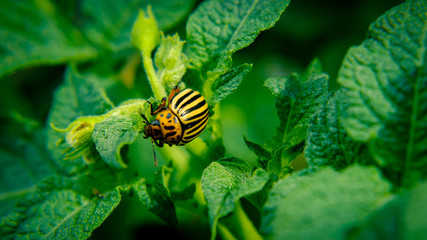 Colorado potato beetle eats potatoes