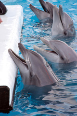 delfinario spettacolo con i delfini