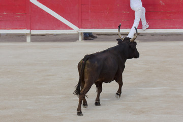Il toro nell'arena di Arles 