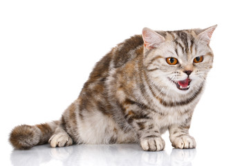 Obraz premium Scottish straight cat bicolor striped isolated on white background