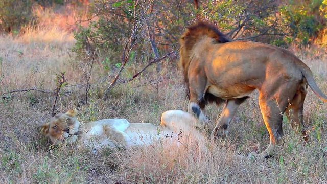 Male and female lions mating in the wild
