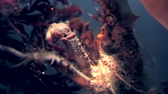 Crab hios close up underwater in search of food on seabed of White Sea Russia. Unique macro video. Predators of marine life on background of pure and transparent water stones.