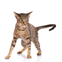 Obraz premium Ocicat cat on a white background.