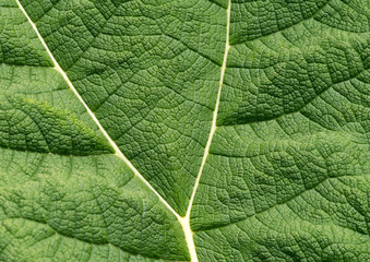 Giant Gunnera leaf. Gunnera leaves are sometimes called 'Dinosaur food' due to their prehistoric appearance