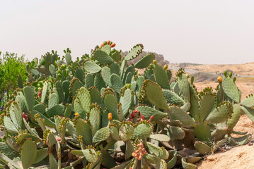 Thicket of cactus Opuntia ficus-indica in Negev desert.