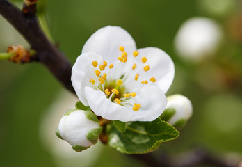 Fototapeta premium nature, white, spring, flower, blossom concept - spring white flower