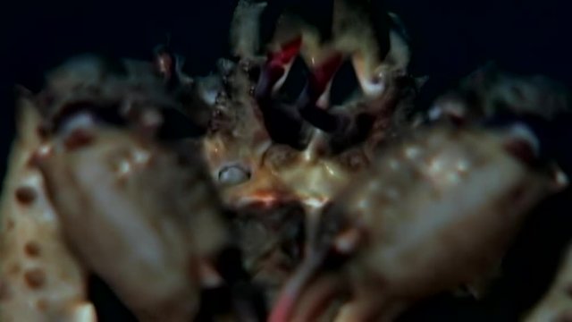Crab hios grabbed booty with claws underwater on seabed of White Sea Russia. Unique video close up. Predators of marine life on background of pure and transparent water stones.
