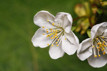 spring white flowers on a tree branch