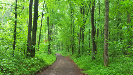 Weg durch grünen Wald