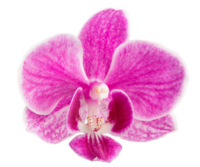 Naklejka na ściany i meble orchid flower, pink orchid isolated, orchid flower head - pink orchid head, isolated