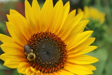 Naklejka premium Close up of a Sun Flower with a bee