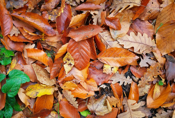 Beautiful background of fallen colorful autumn leaves.