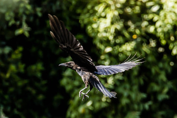 corbeau en vol