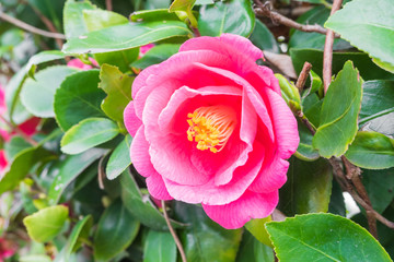 pink camellia flower,soft focus