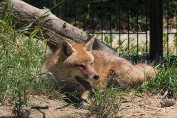 日向ぼっこをするキツネ