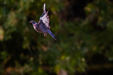 pigeon en vol