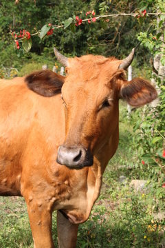 cow, bull