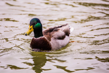 canard