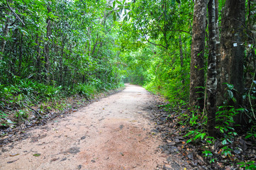 Obraz premium Roads in tropical rainforest