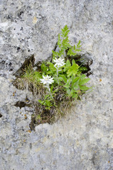 Edelweiss, perched on a cliff in the mountains