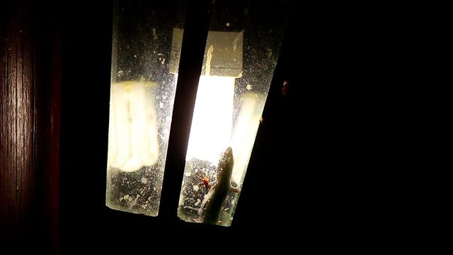 Lizard trying to catch insects inside a light at night