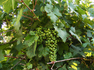 immature and crude grape vines,

