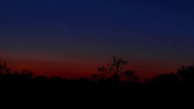 Silhouetted tree timelapse at sunset in the bush