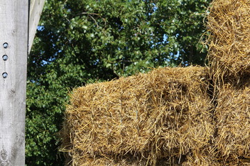 Paille empilé dans l'hangar de l'écurie pour nourrir les chevaux