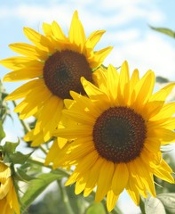 Close up of Sun Flowers