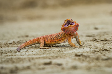Pogona vitticeps Bearded dragon