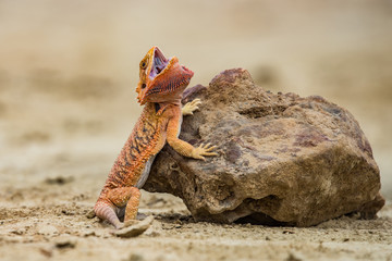 Pogona vitticeps Bearded dragon