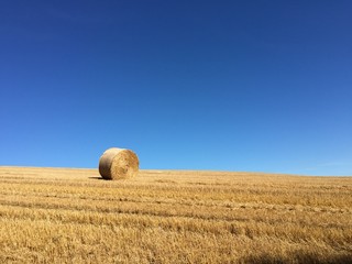 Bale of Hay in field in front of Blue Sky
