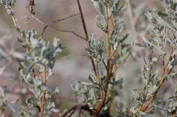 bush