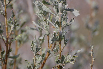 bush