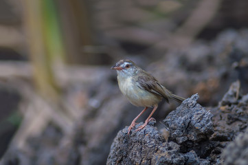 Plain Prinia or White-browed Prinia or Prinia inornata, beautiful brown bird standing on rock.