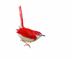 Red bird, colorful bird isolated  standing on ground with white background.