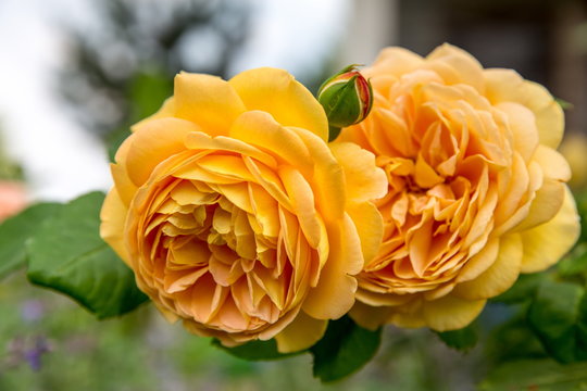 Blooming yellow English rose in the garden on a sunny day. Rose 'Golden Celebration'