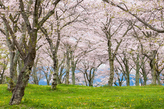 Sakura cherry blossom tree at green park