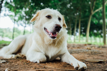 White Thai dog lying on the ground, white colors, happy dog, dog relax