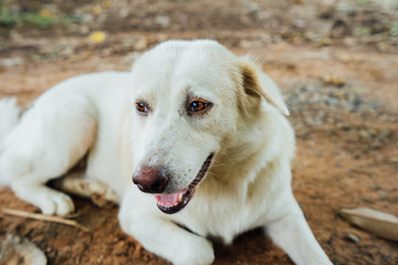 White Thai dog lying on the ground, white colors, happy dog, dog relax